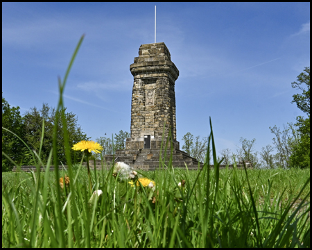 Löwenzahn und Gräser aus der Froschperspektive. Im Hintergrund der Bismarckturm Hagen