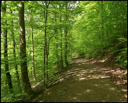 Ein Waldweg am Hang