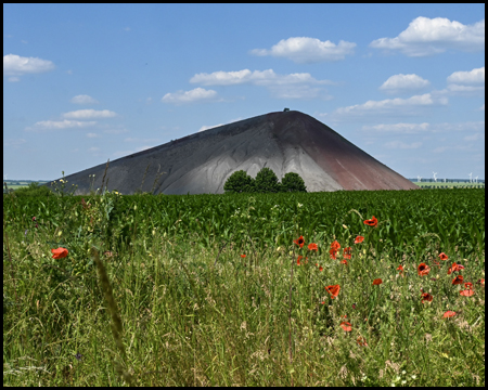 Spitzkegelhalde hinter einem Feld mit Mohn