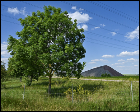 Baum vor einer Spitzkegelhalde aus dem Mansfelder Land