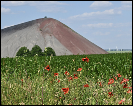 Ein Feld mit Mohnblumen am Rand und Halde im Hintergrund