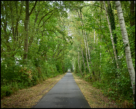 Schnurgerader Asphaltweg unter Bäumen