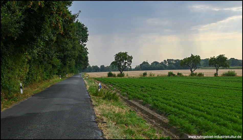 Eine schmale Landstraße mit Leitpfosten neben Feldern. Im Hintergrund dunkler Himmel und Regenschauer