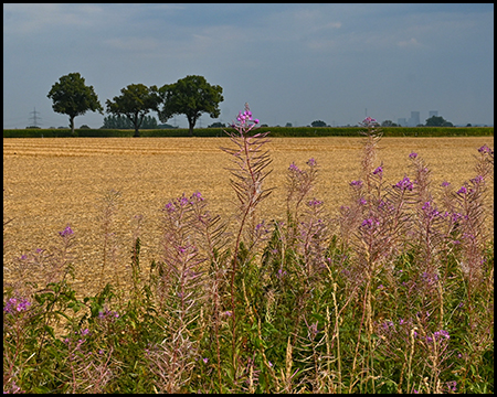 Blick über lilafarbene Wildblumen auf ein abgemähtes Feld. Im Hintergrund einzelne Bäume