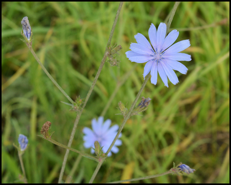 Kornblume inmitten des Industriegebietes