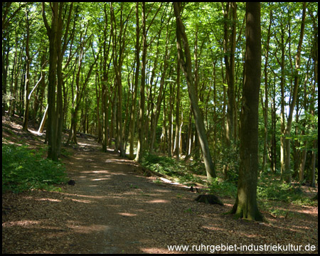 Schattiger Weg durch den Wald