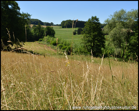 Angst vor Zecken? Es geht durch das hohe Gras in die Niederung