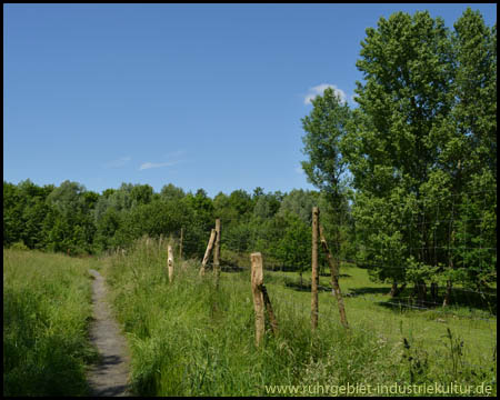 Idyllischer Wegabschnitt durch Wiesen und Wald