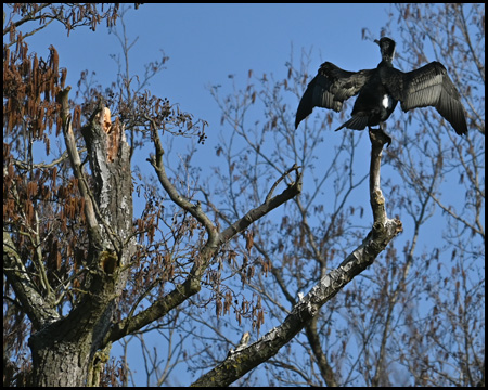 Kormoran auf Baum