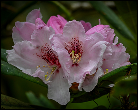 Rosafarbene Rhododendrenblüte