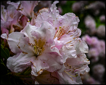 Weiß-rosa-farbene Rhododendrenblüte