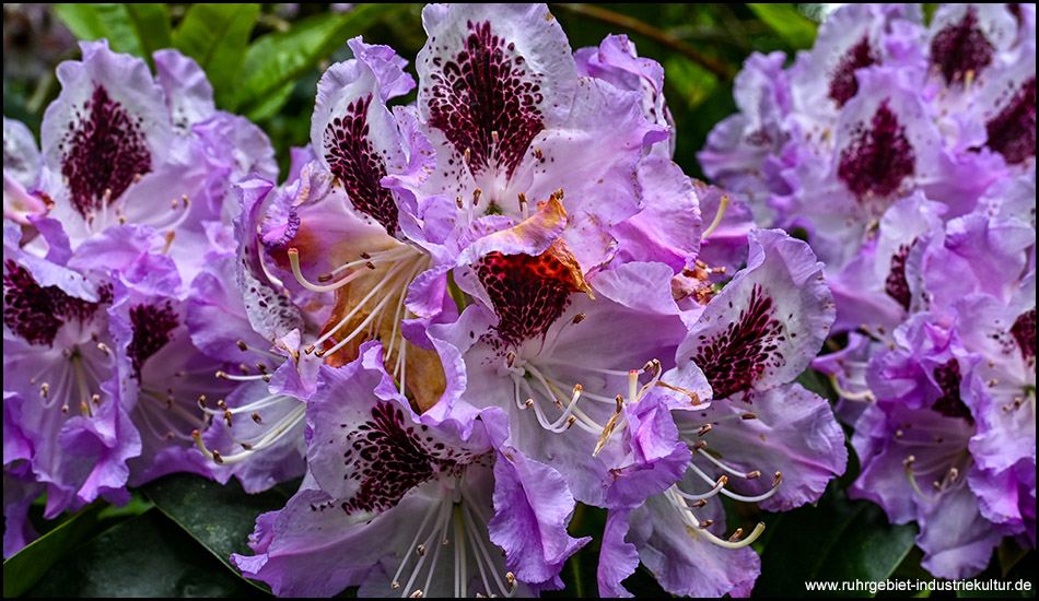 Lilafarbene Rhododendrenblüten