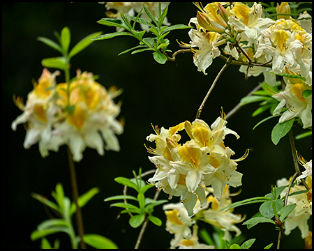 Gelbe Rhododendren