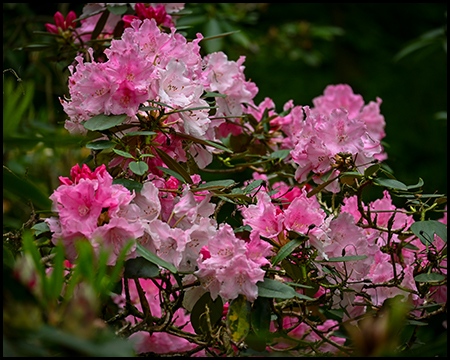 rosa-pinkfarbene Rhododendren