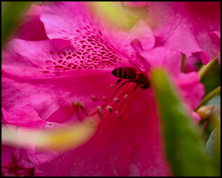 Eine Biene in einer Rhododendren-Blüte