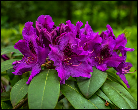 Lilafarbene Rhododendren