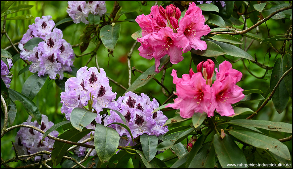 mehrfarbige Rhododendren-Blüten