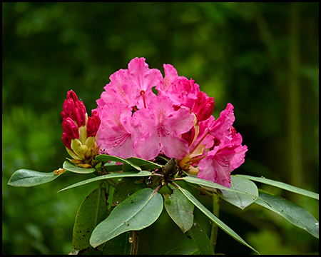 Eine rosafarbene Rhododendrenblüte