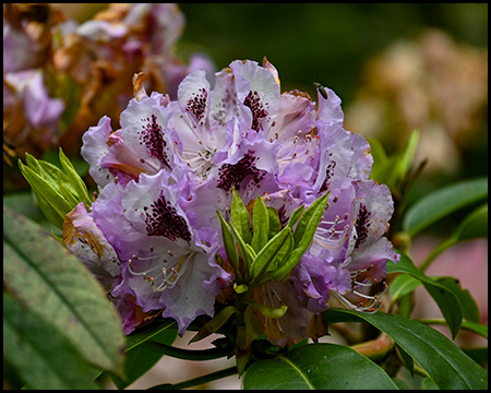 lila-weiße Rhododendren