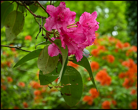 Rosafarbene Rhododendrenblüte vor orangefarbenen Blüten eines anderen Buschs
