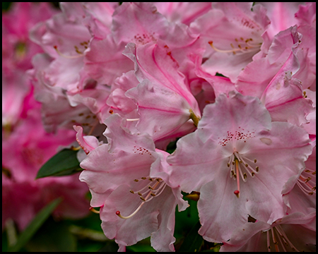 Detailaufnahme zart-rosafarbener Blüten