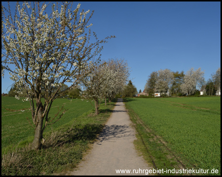 Auffahrt zum Bahntrassenradweg durch blühende Bäume