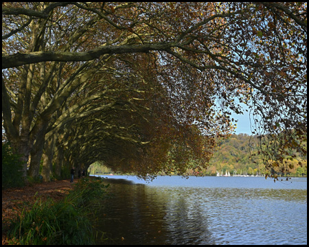 Platanen am Hardenbergufer am Baldeneysee