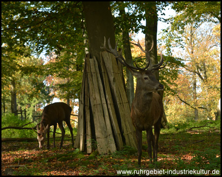 Wildgehege im Heissiwald