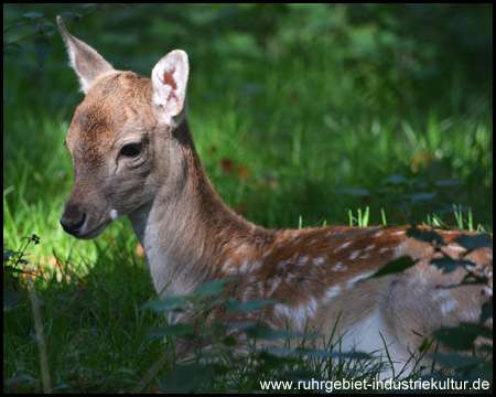 Wildgehege im Heissiwald