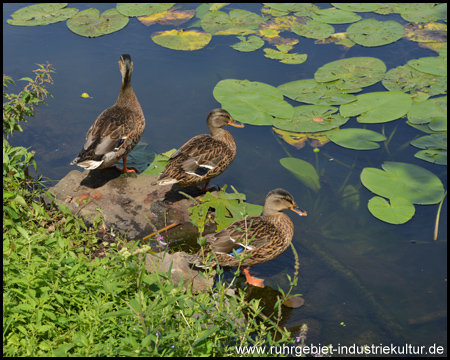 Entenfamilie am Hardenbergufer