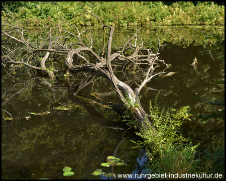 Bizarre Baum-Skelette im Wasser im Naturschutzgebiet