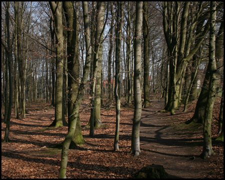 Hixterwald: frühes Kohle-Eldorado mit zahlreichen Pingen