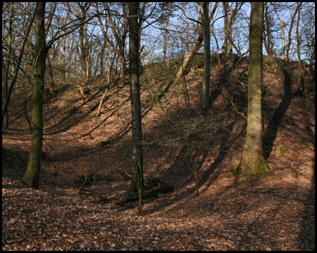 Böschung der Bergehalde: Zweige um einen Baum in Nestform