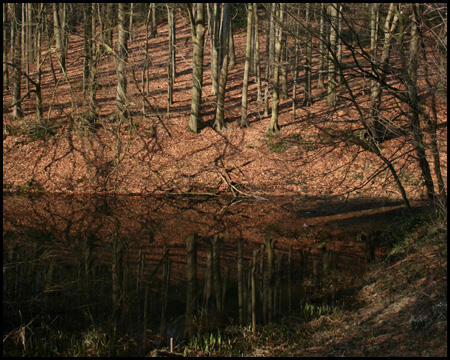 Tümpel mit spiegelglattem Wasser