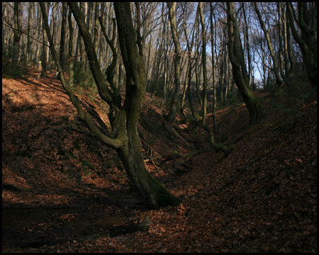 Böschungsreiches Bachtal in Bochum-Stiepel