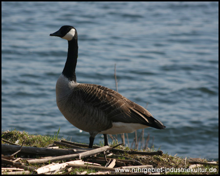 Tierische Bewohner des Sees