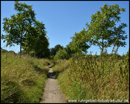 Feldweg mit Alleebäumen auf altem Trassenverlauf