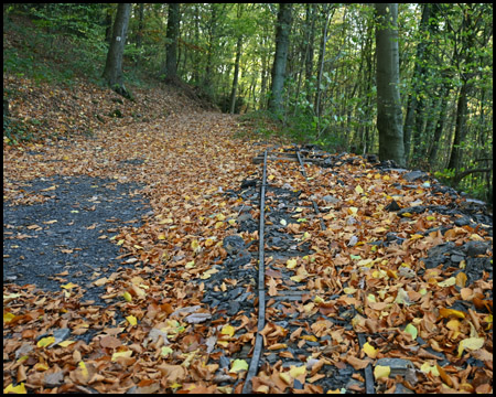 Gleise im Wald