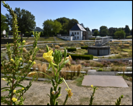 Gelbe Blüte vor einem runden Senkgarten