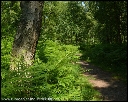 Waldpfad und Walkingstrecke Im Naturschutzgebiet Beversee