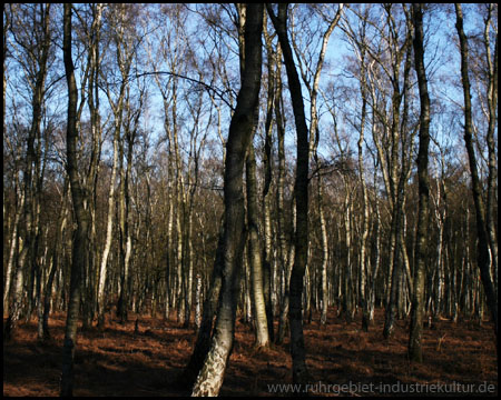 Wintertristesse im Februar