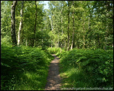 Sommerlicher Spaziergang durch den Wald am See