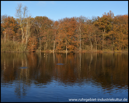 Herbstlicher Waldrand am Beversee