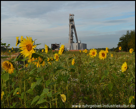 Sonnenblumen und Fördergerüst der Zeche Hugo