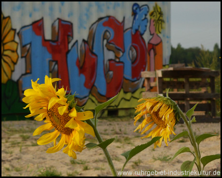 Sonnenblumen am Bodenerlebnispfad