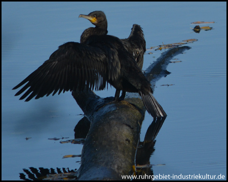 Kormoran streckt seine Flügel aus