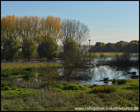 Feuchte Auen- und Wiesenlandschaft mit Storchennest