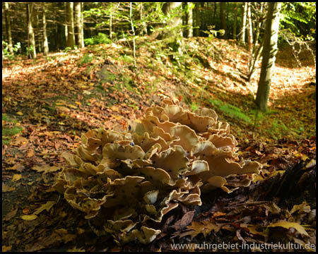 Flözausstrich und Pilz im Wald