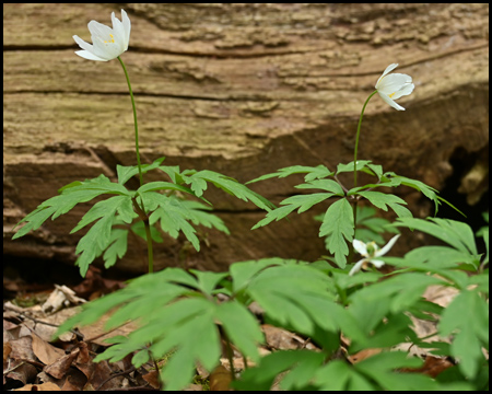 Blume vor Holzstamm