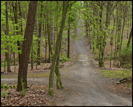 Ein ansteigender Weg im Wald 